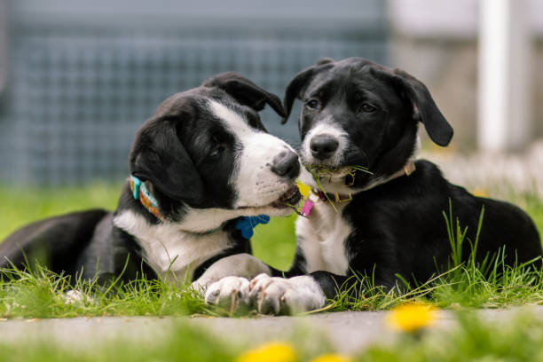 istock White and black dogs playing in a garden 1465811471