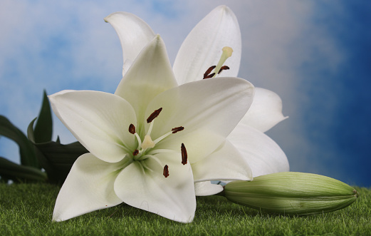 a photo of White Easter Lily Close up Shallow DOF