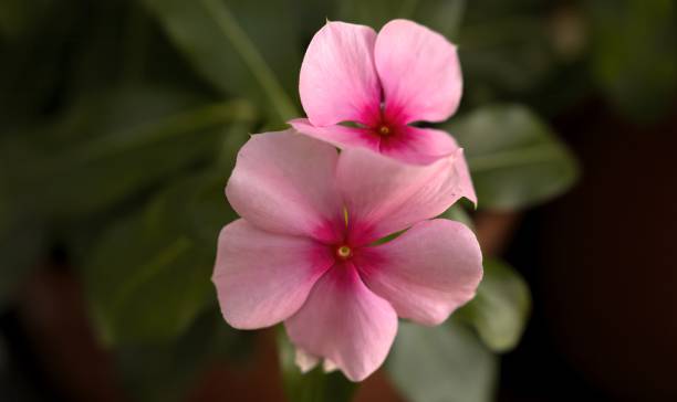 Catharanthus roseus, Vinca rosea Catharanthus roseus, Vinca rosea, Ammocallis rosea, and Lochnera rosea, common name vinca from Madagascar, old maid flower ammocallis rosea stock pictures, royalty-free photos & images