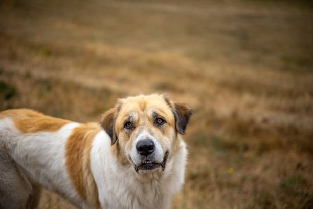 istock Orange and white dog in grassland 1465812115
