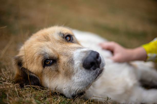 istock Orange and white dog in grassland 1465812131