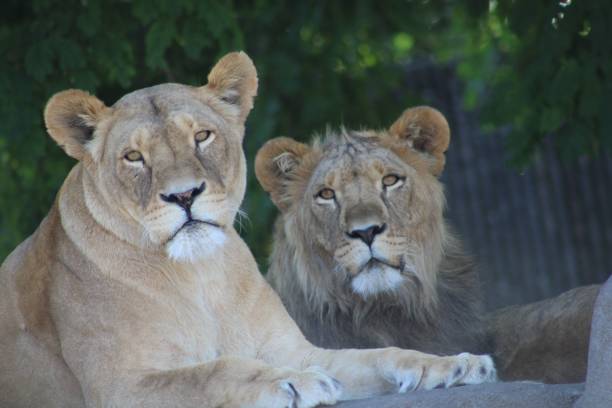 istock View of lion lying and looking towards 1465812687