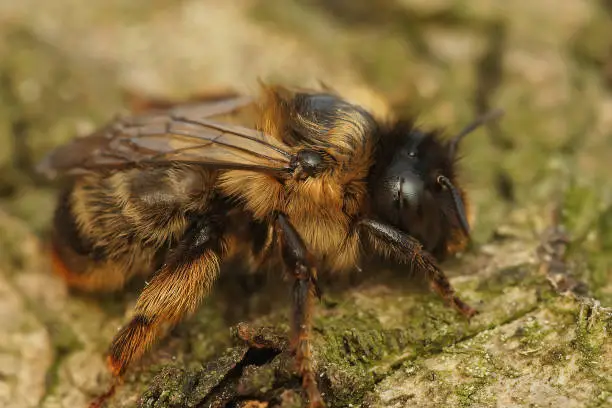 Closeup on a hairy female Fork tailed, flower bee, Anthophora furcata sitting on a piece of wood