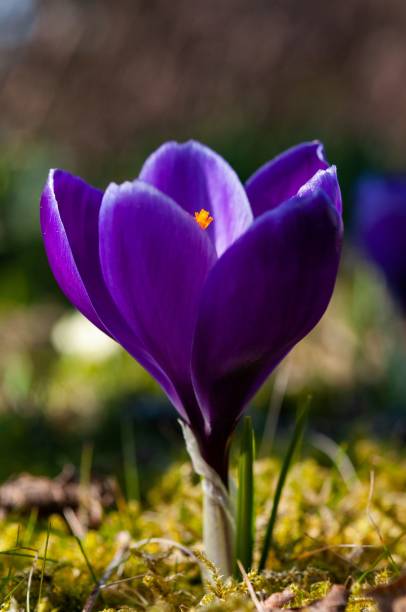 istock Closeup of blooming purple crocus 1465815468