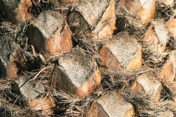 A close-up shot of the bark on a palm tree Trunk