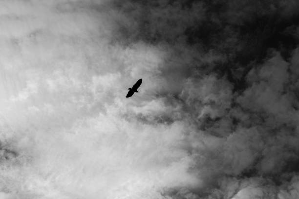 istock Getting into darkness. Vulture flying in a dramatic cloudy sky, Barichara, Santander, Colombia. 1465816441