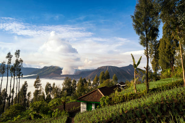Mount Bromo volcano in Indonesia Morning view of Mount Bromo surrounded with a sea of clouds, East Java, Indonesia bromo tengger semeru national park stock pictures, royalty-free photos & images