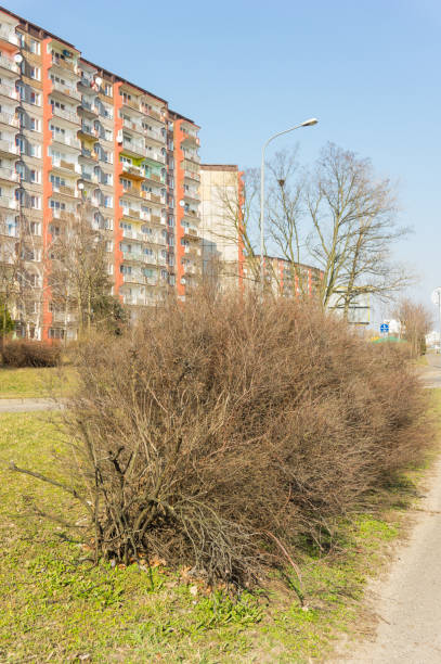 istock Vertical shot of a tree with a building in the background 1465818680