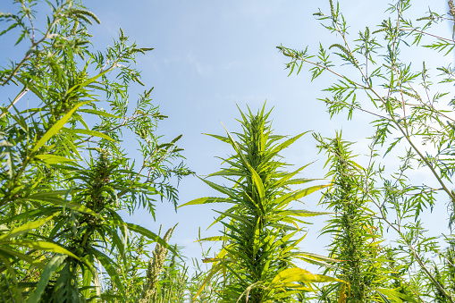 A low angle view of cannabis sativa leaves in the blue sky background