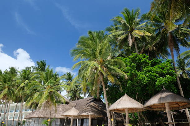 istock palm trees and palm leaf roofs 1465819447