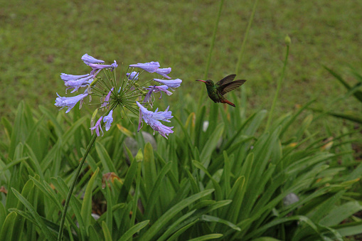 A hummingbird landing on beautiful purple flowers