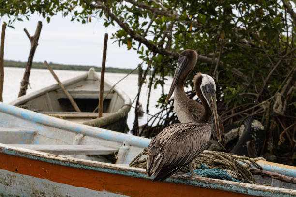 istock Pelicans perched on an old rusty boat by the lake 1465819974