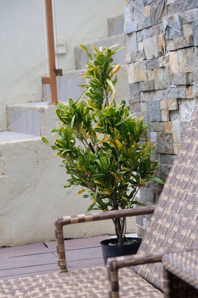 istock green bush in a pot between deck chair and stairs 1465820592