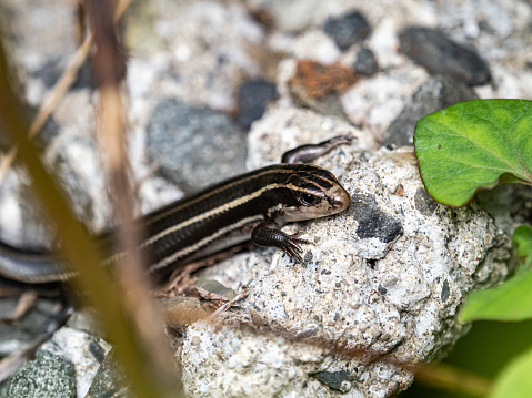 A scenic view of a Five-lined skink hiding in the broken concrete rocks along a walking path