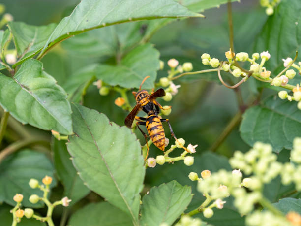 istock Scenic view of a wasp perched on bushkiller flowers 1465821251