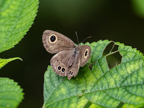 istock Closeup shot of a Common five-ring butterfly perched on a leaf 1465821346