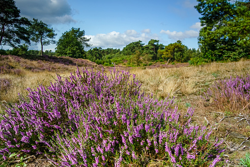 The common heather purple bush in the field with green dense trees background under the cloudy sky