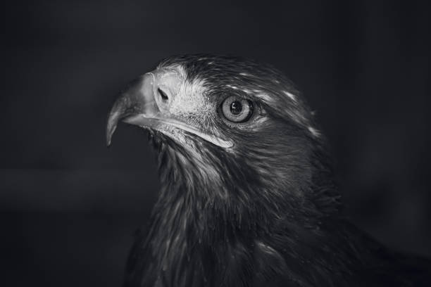 istock Grayscale closeup shot of a hawk head 1465822450