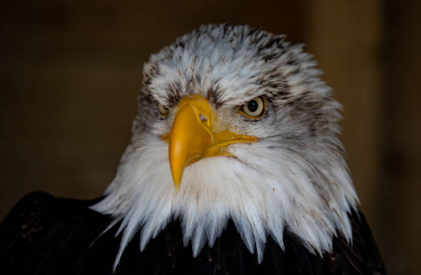 istock Closeup shot of a bald eagle head 1465822500