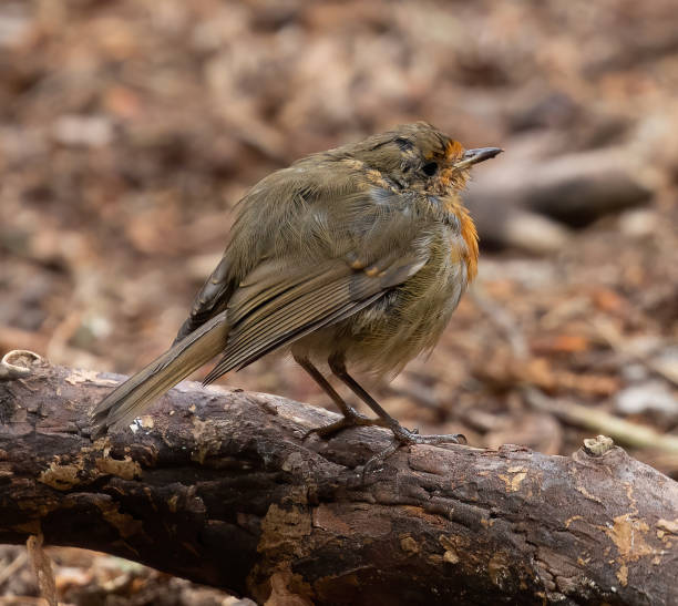 istock Closeup shot of a robin on a tree branch 1465822523