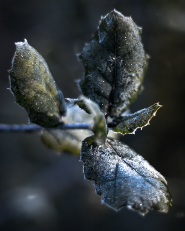 A macro shot of frozen leaves on a branch with a blurred backgrouund