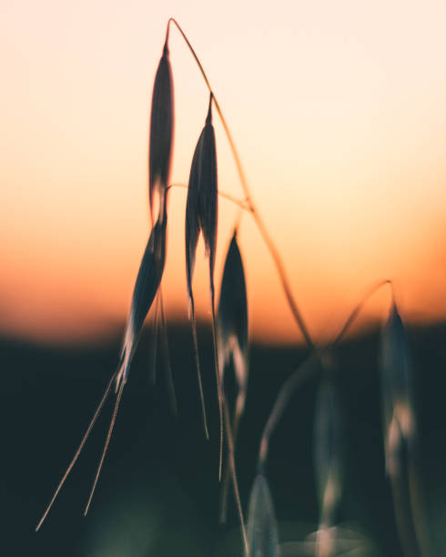 istock Macro shot of a thorny herb with a blurred background at sunset 1465822943