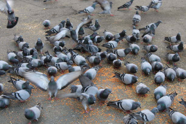 Pigeons eating wheat in the streets