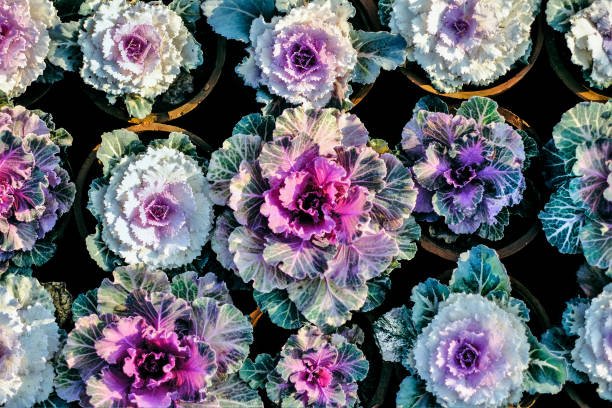 istock Top view of decorative pink cabbage flowers in pots 1465823199