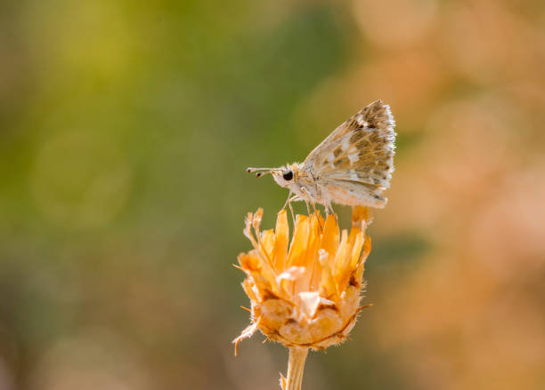 istock Closeup butterfly on flower 1465823359