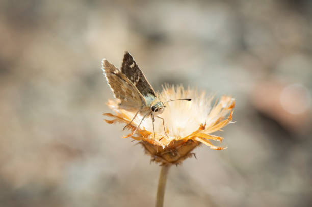 istock Closeup of butterfly on flower 1465823366