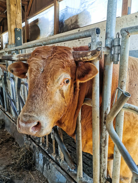 istock Close-up image of bull in barn. 1465823399