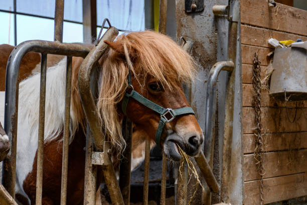 istock Pony eating hay in barn. 1465823405