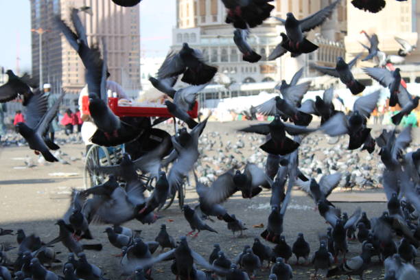 istock Pigeons eating wheat in the streets 1465823733