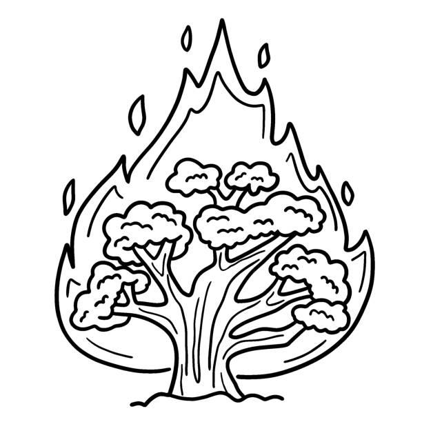 ilustraciones, imágenes clip art, dibujos animados e iconos de stock de dibujo de christian burning bush isolated para colorear - burning bush