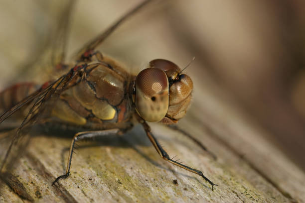 istock Closeup on the common darter dragonfly, Sympetrum striolatum 1465825750