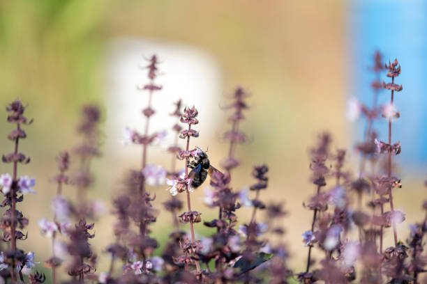 A selective focus shot of a bee on a lavender field