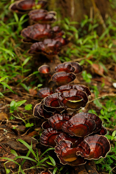 egzotyczne grzyby w kształcie lejka rosnące na gałęzi leżącej na ziemi. - orange mushroom asia brown zdjęcia i obrazy z banku zdjęć