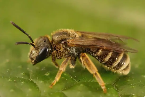 Detailed closeup on a female bronze furrow bee, Halictus tumulorum sitting on a green leaf