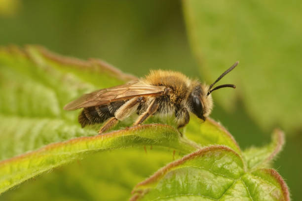 istock Closeup on a female Mellow miner, Andrena mitis 1465827333