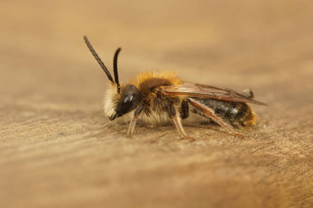 istock Closeup on a male orange tailed mining bee, Andrena haemorrhoa 1465827335