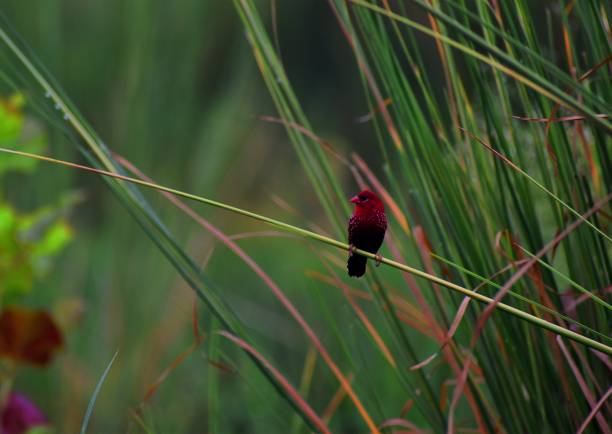 Red-headed quelea, Quelea erythrops, grey red bird in the nature habitat, Murchison Fall NP, Uganda. Weaver on the graas straw on the meadow, sunny day in Africa.