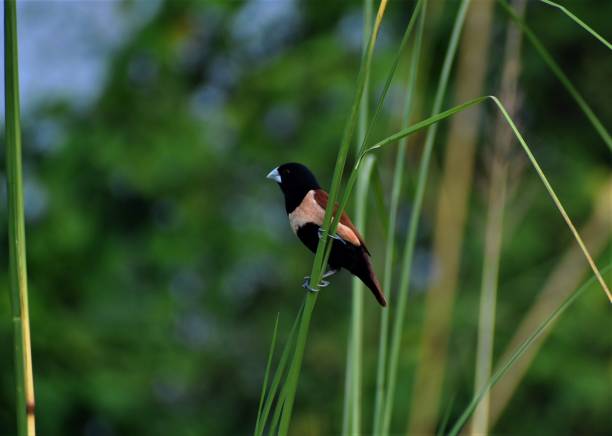 istock Black-headed munia bird perched on a green plant 1465827651