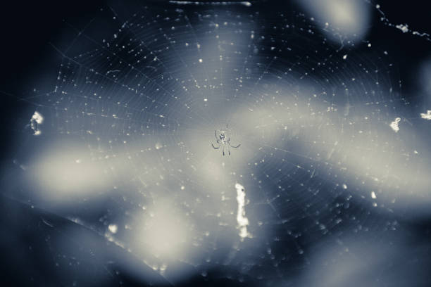 A closeup of a spider on the web under the sunlight with a blurry background