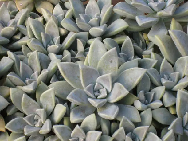A flat top view isolated shot of Hen and Chicks Houseplant Echeveria elegans succulents background