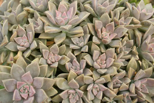 A flat top view isolated shot of Hen and Chicks Houseplant Echeveria elegans succulents background