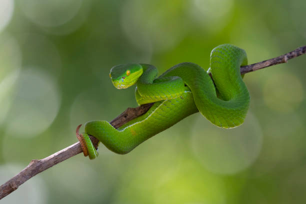 istock Looking to the camera, White-lipped Pit Viper, Trimeresurus albolabris 1465828259