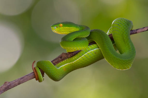 istock Head ready to strike, White-lipped Pit Viper, Trimeresurus albolabris 1465828262