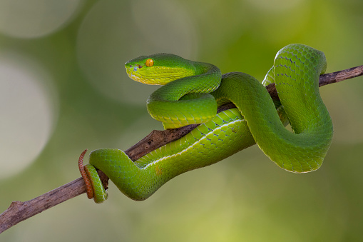 Body coiled around the branch while its head is in striking position, Kaeng Krachan National Park, UNESCP World Heritage, Thailand.