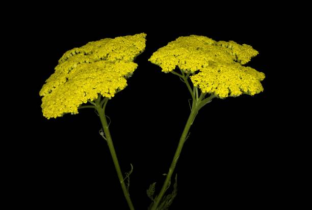 Achillea filipendulina, common name, the yarrow Achillea filipendulina, common name, the yarrow, fernleaf yarrow, milfoil, or nosebleed, is an Asian species of flowering plant in the sunflower famil fernleaf yarrow in garden stock pictures, royalty-free photos & images