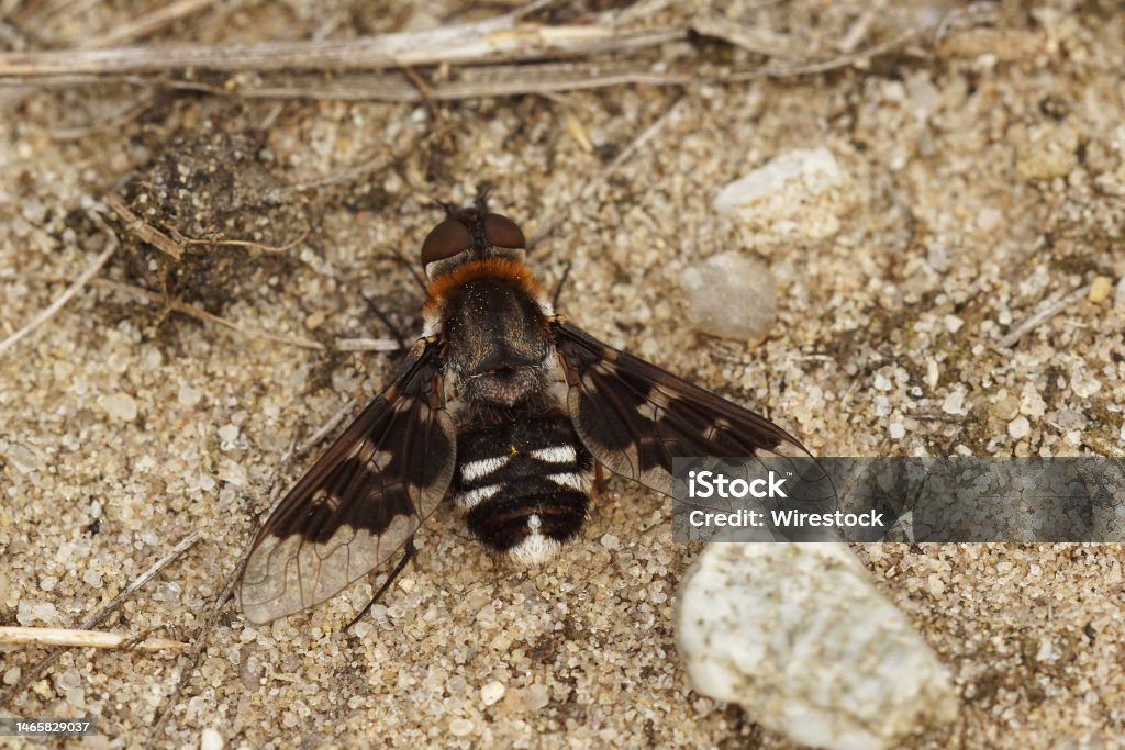 Closeup on the beautiful and rare mottled bee-fly , Thyridanthrax fenestratus Closeup on the beautiful and rare mottled bee-fly , Thyridanthrax fenestratus sitting on the ground Arthropod Stock Photo